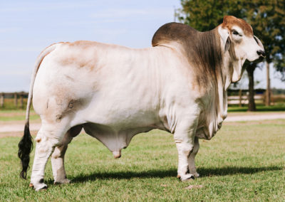 Picture of Mr. V8 146/8 ' Sloan' a notable bull of V8 Ranch.