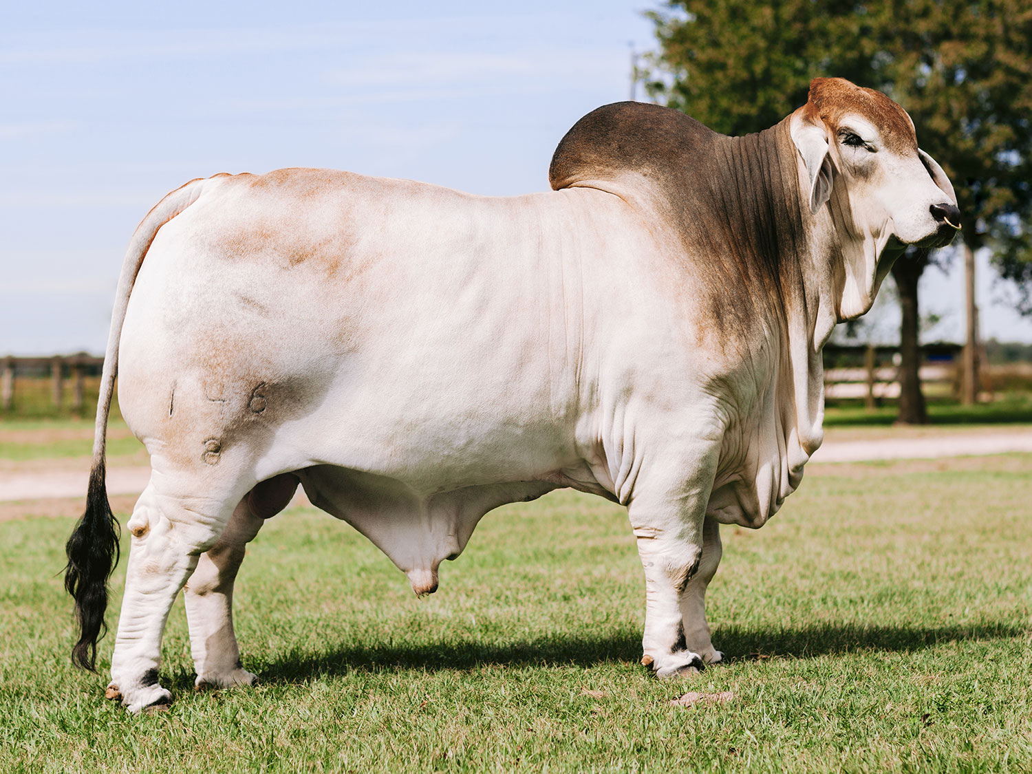 Picture of Mr. V8 146/8 ' Sloan' a notable bull of V8 Ranch.
