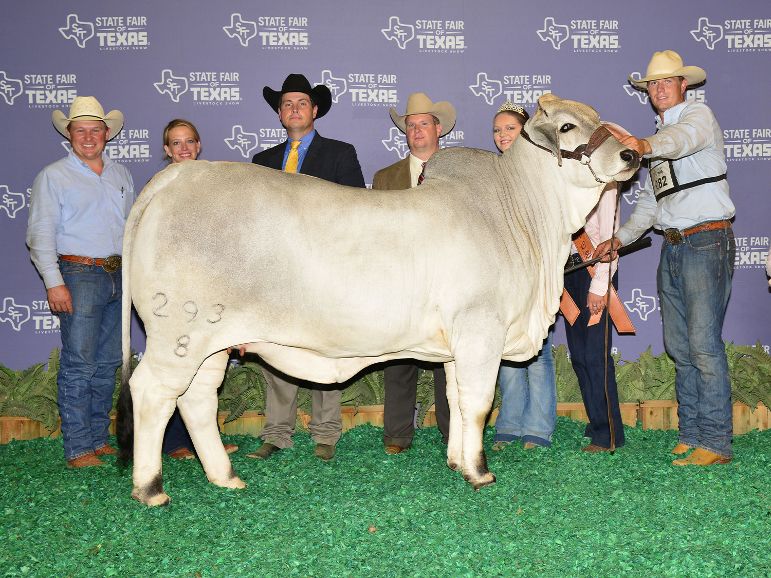 Miss V8 293/8 Brahman Cow Daughter of Miss V8 805/6