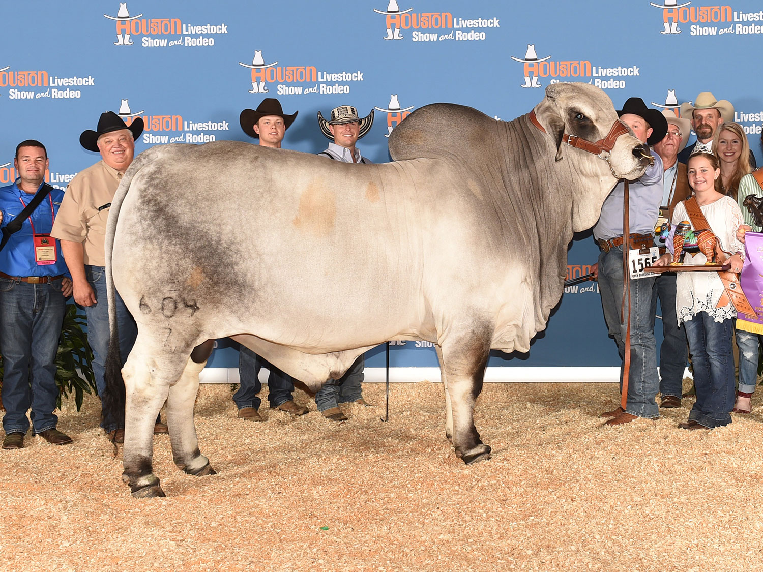 Mr. V8 604/7 Man of Steel Herd Sire at V8 Ranch Son of Miss V8 128/7