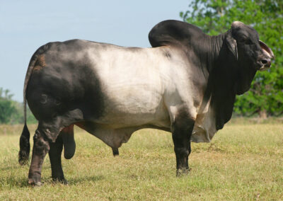 380/6 Brahman Bull Photo