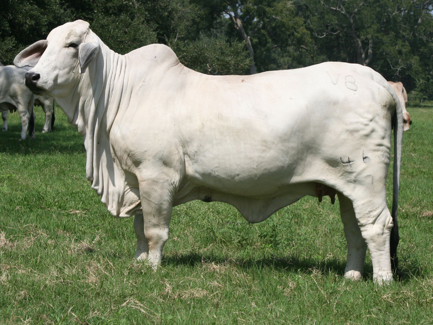 Miss V8 463/7 Donor Cow at V8 Ranch