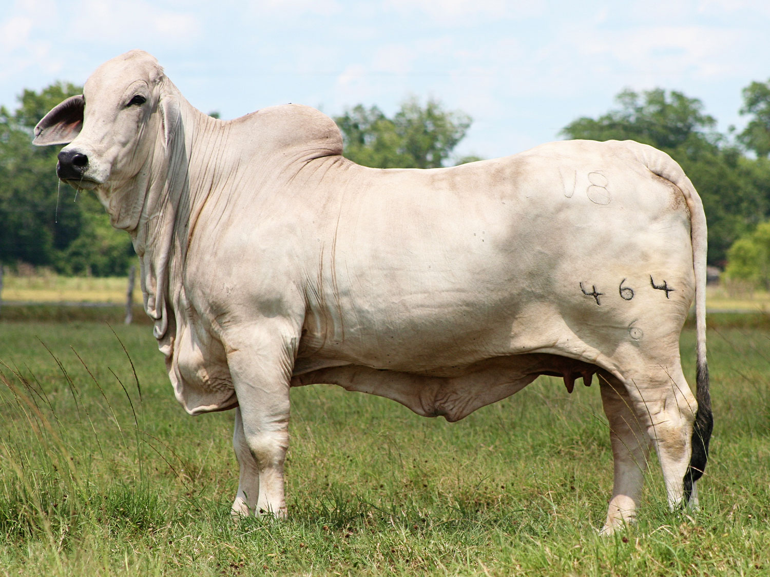 Miss V8 464/7 Brahman Donor Cow at V8 Ranch
