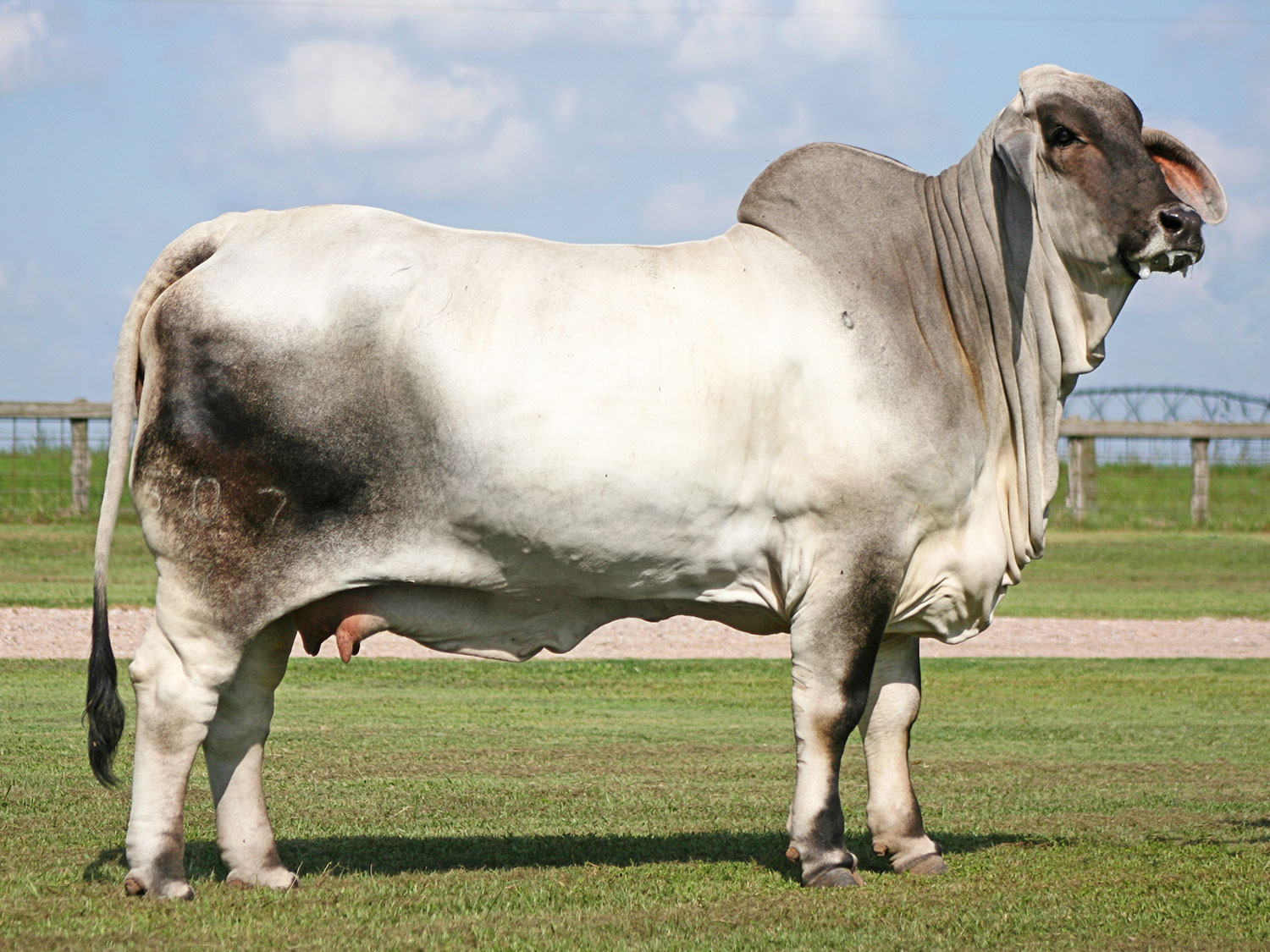 Miss V8 507/7 Brahman Cow