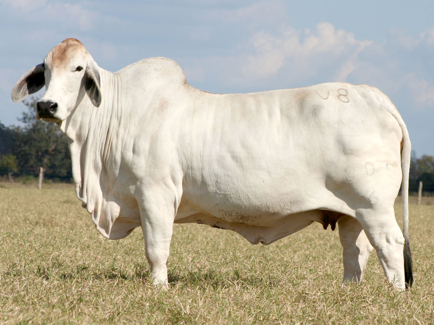 Miss V8 805/6 Brahman Cow Mother of Miss V8 46/8