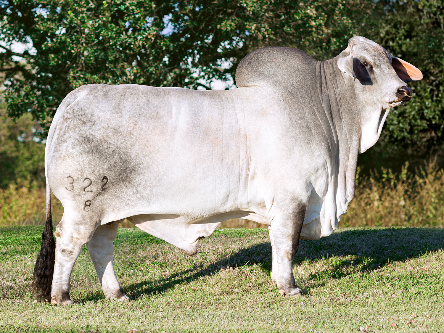 V8 Ranch Grey Brahman Bull Mr. V8 322/8 Showing the Snowflake Pattern