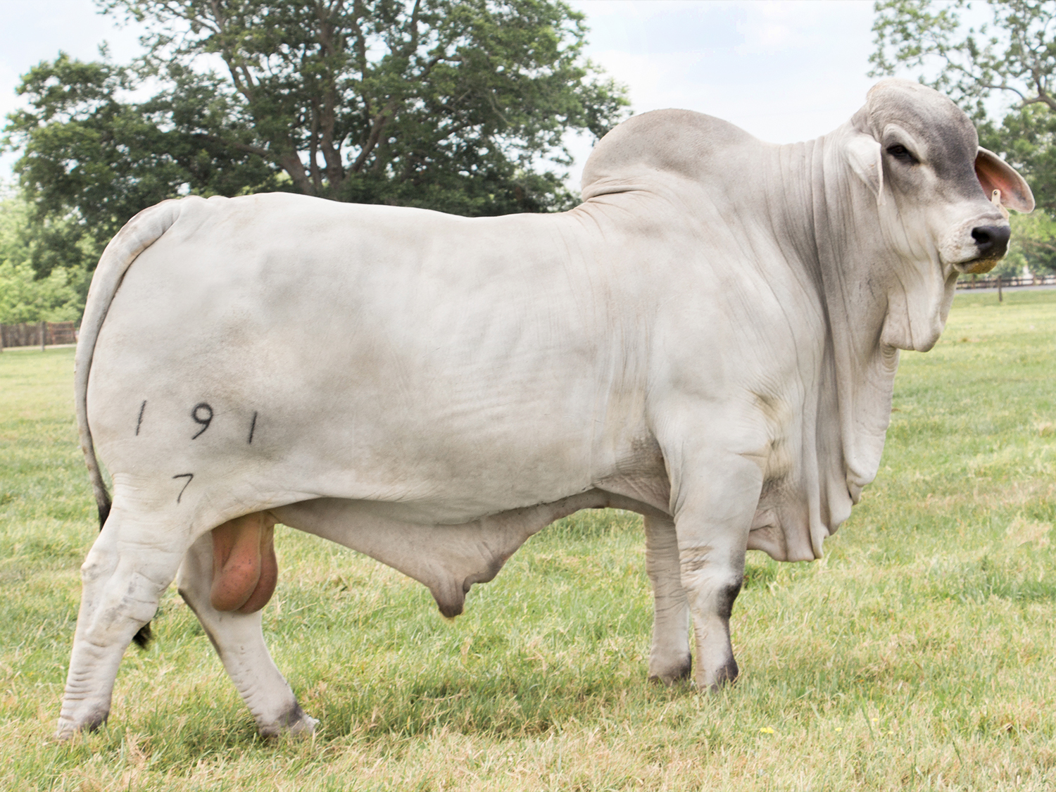 Mr. V8 191/7 Brahman Sire at V8 Ranch Son of Miss V8 464/6