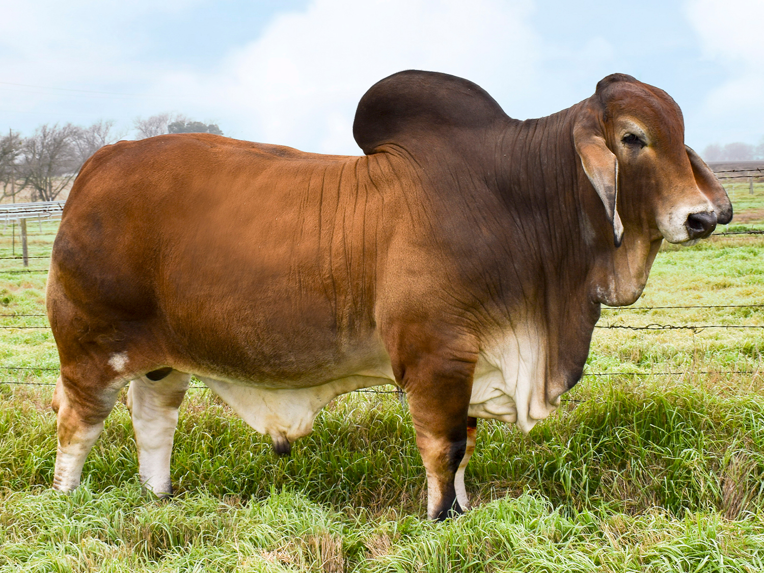 V8 Ranch Brahman Cattle Mr. V8 195/8 "Red Man"