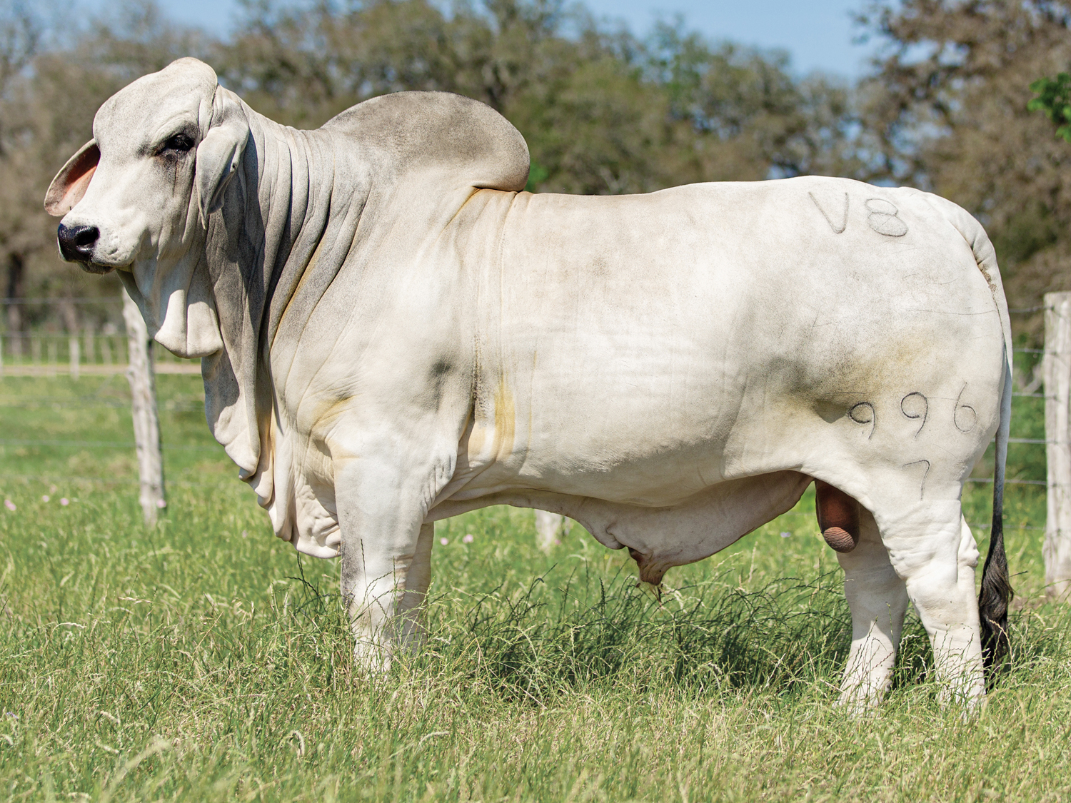 Grandson - Mr. V8 996/7 "Vaquero"