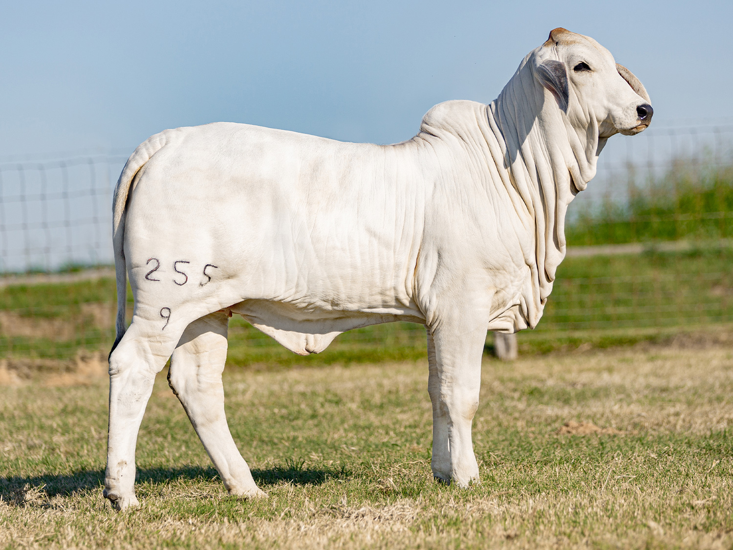 255-9