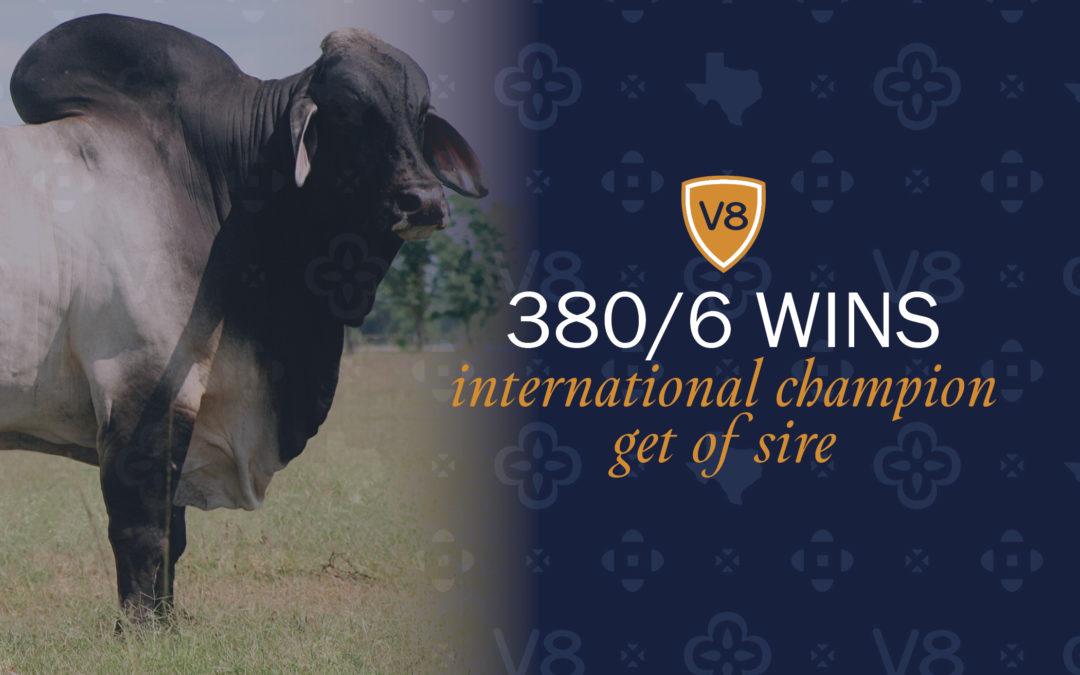 +Mr. V8 380/6 Bull Wins the International Get-of-Sire Title for the Fourth Time