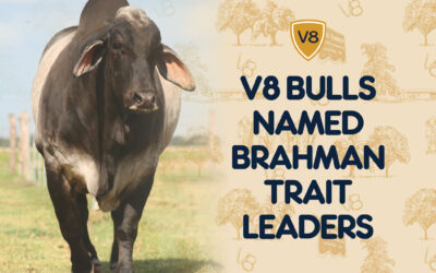 V8 Bulls Named Brahman Trait Leaders