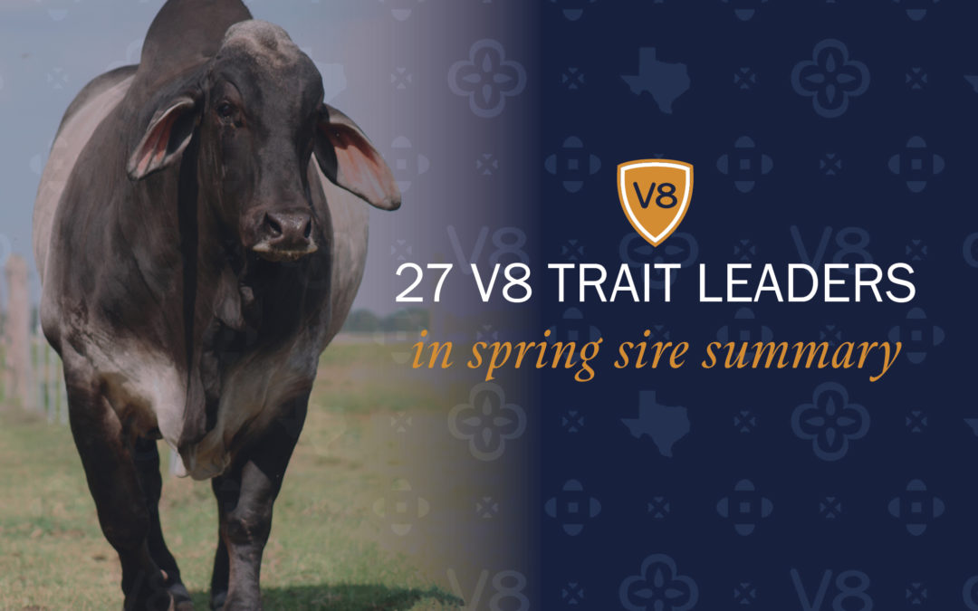 V8 Bulls Named Brahman Trait Leaders