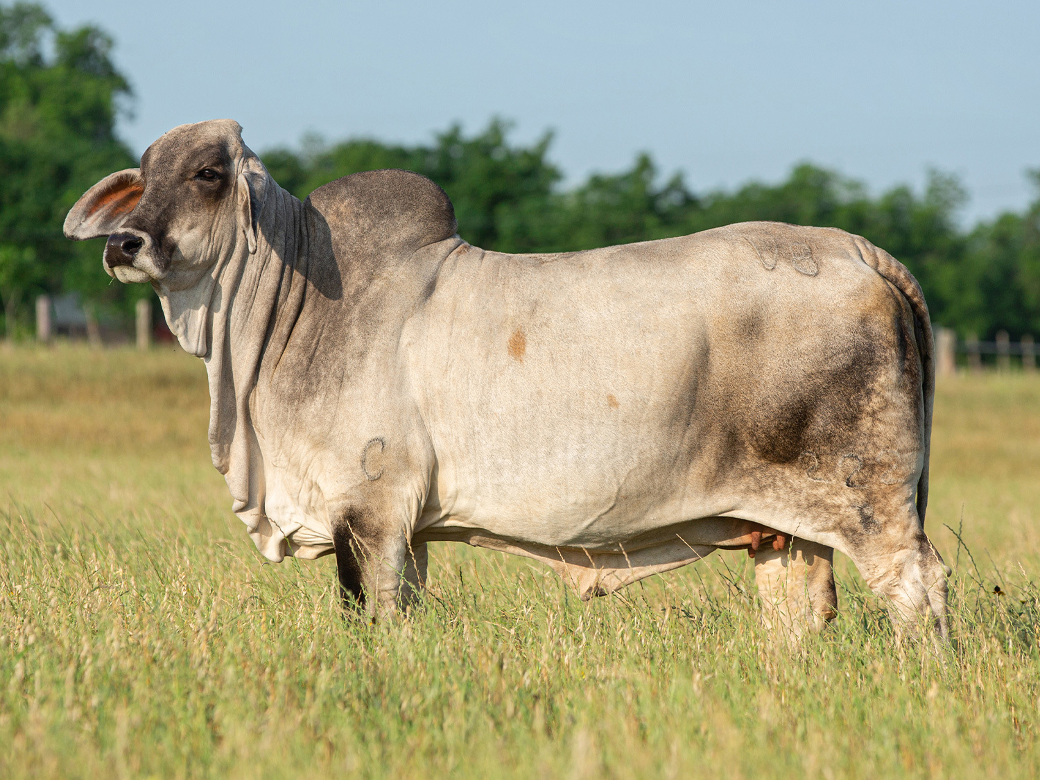 V8 Ranch Brahman Cattle Miss V8 222/8 Winter Coat