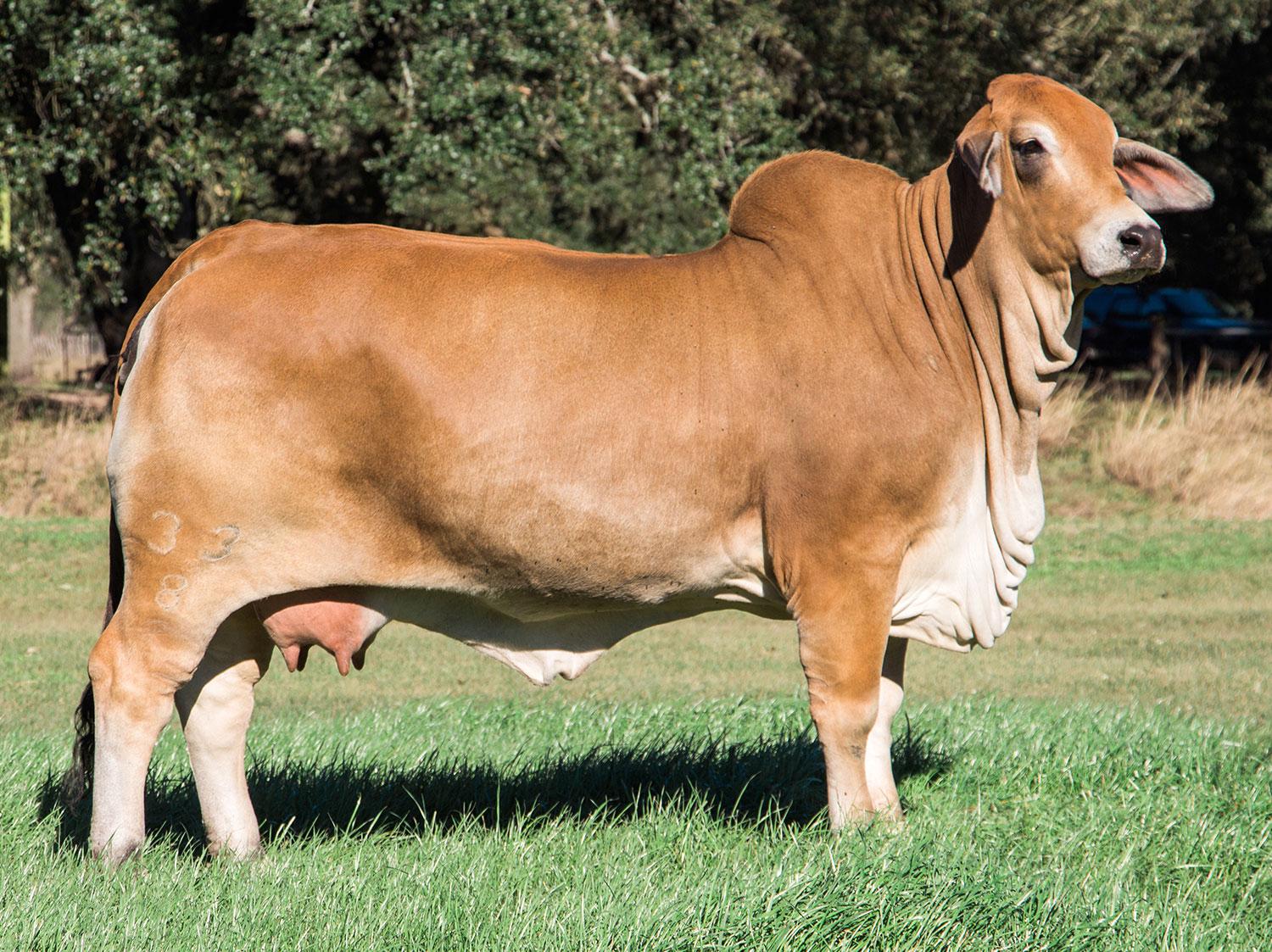 Miss V8 33/8 Donor Cow at V8 Ranch