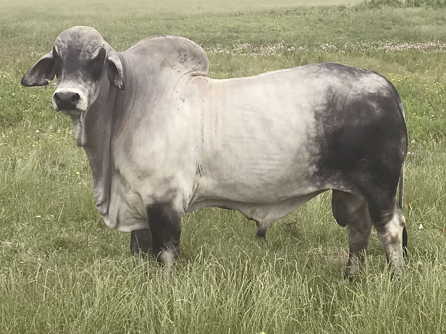 Mr. V8 94/8 Brahman Herd Sire at V8 Ranch
