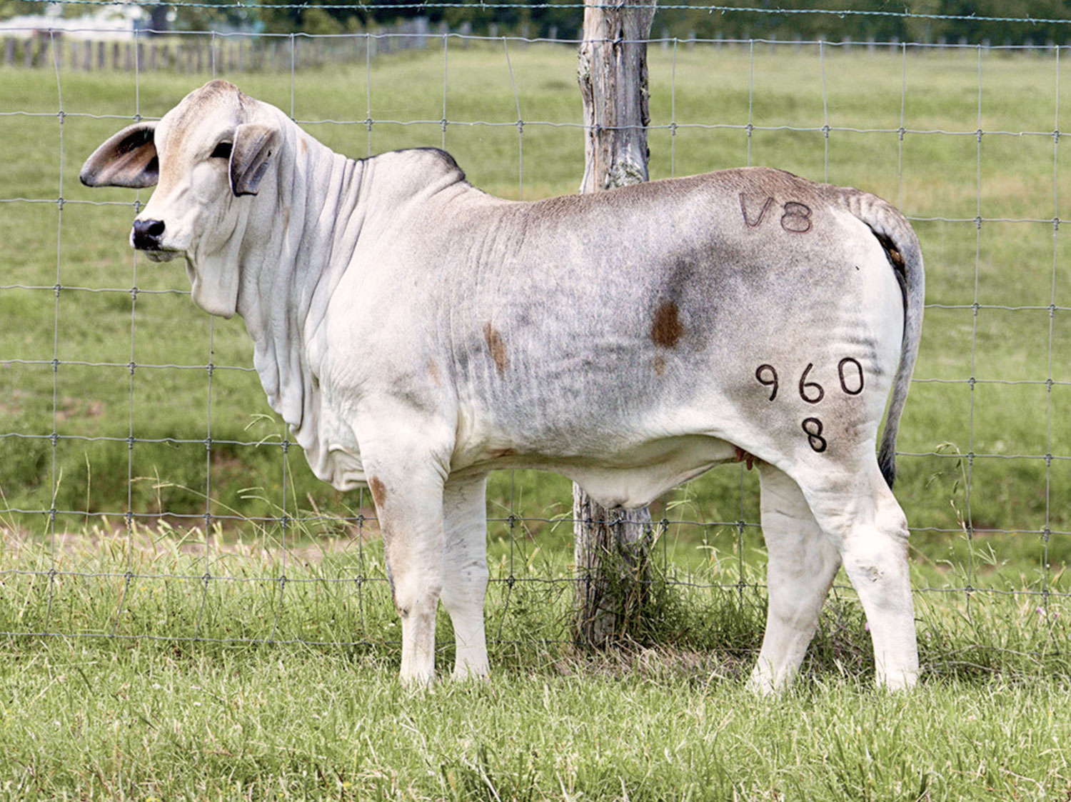 Miss V8 960/8 past Made for Magic sale heifer at V8 Ranch