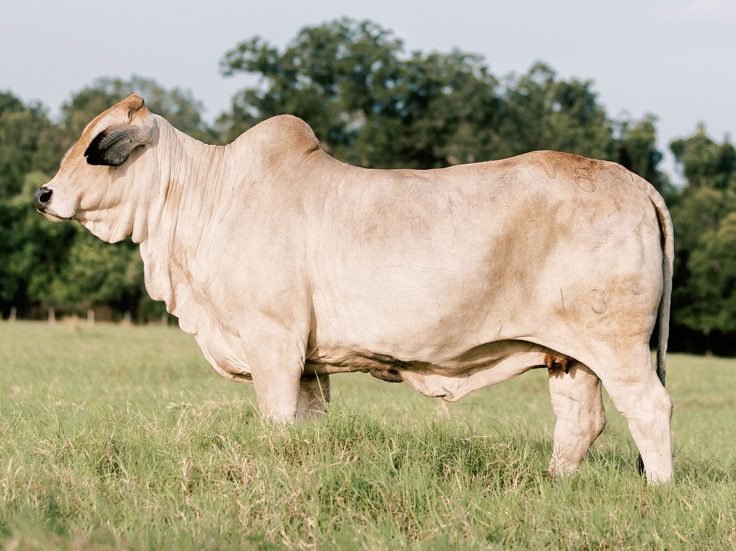 Miss V8 138/7 Brahman Donor Cow at V8 Ranch