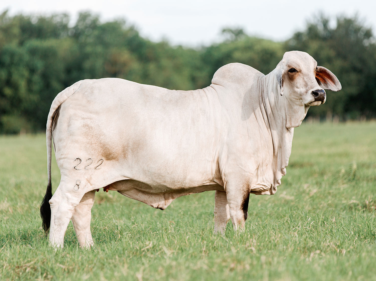 V8 Ranch Brahman Cattle Miss V8 222/8 Summer Coat