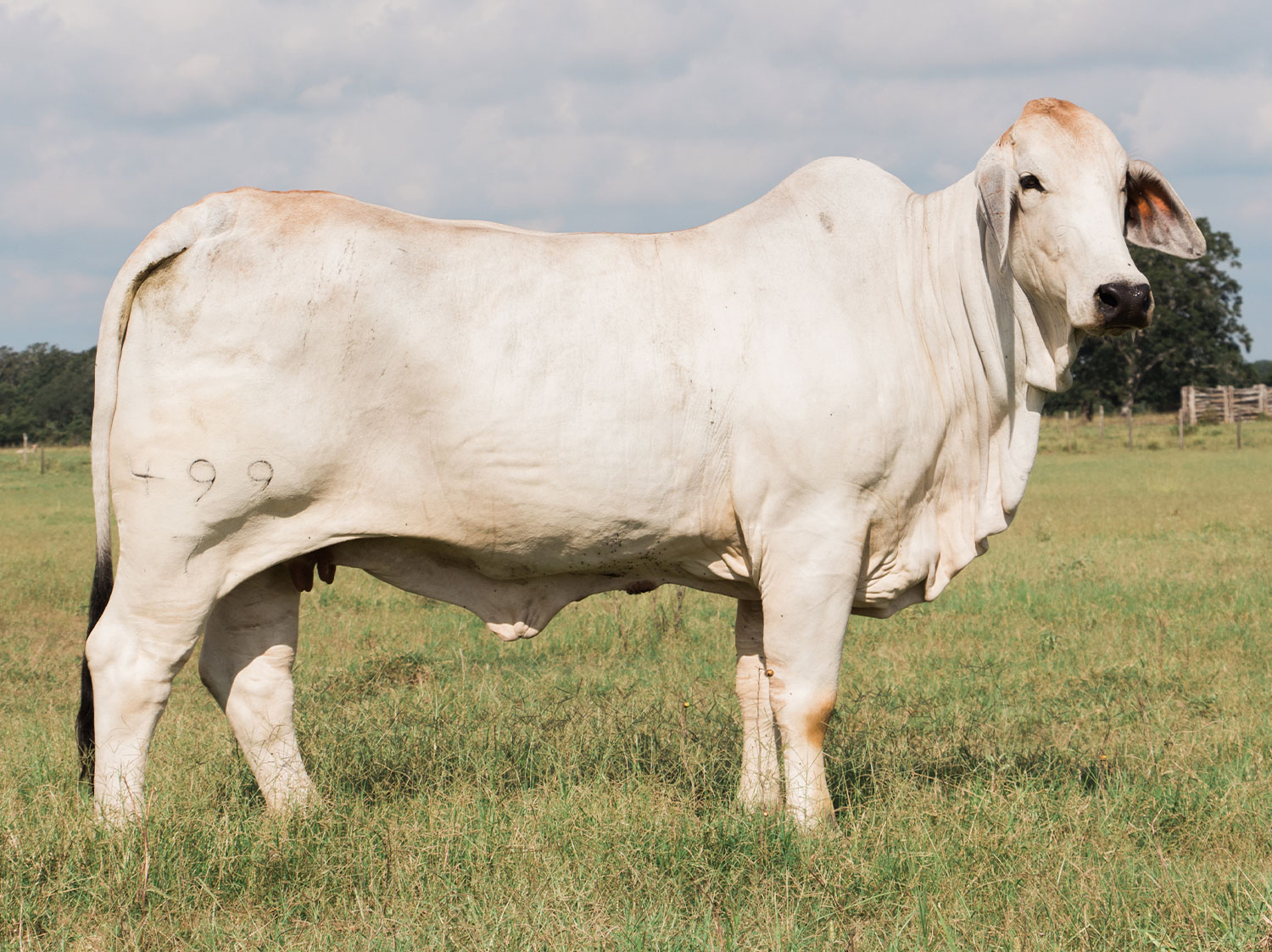 Miss V8 499/7 Donor Cow