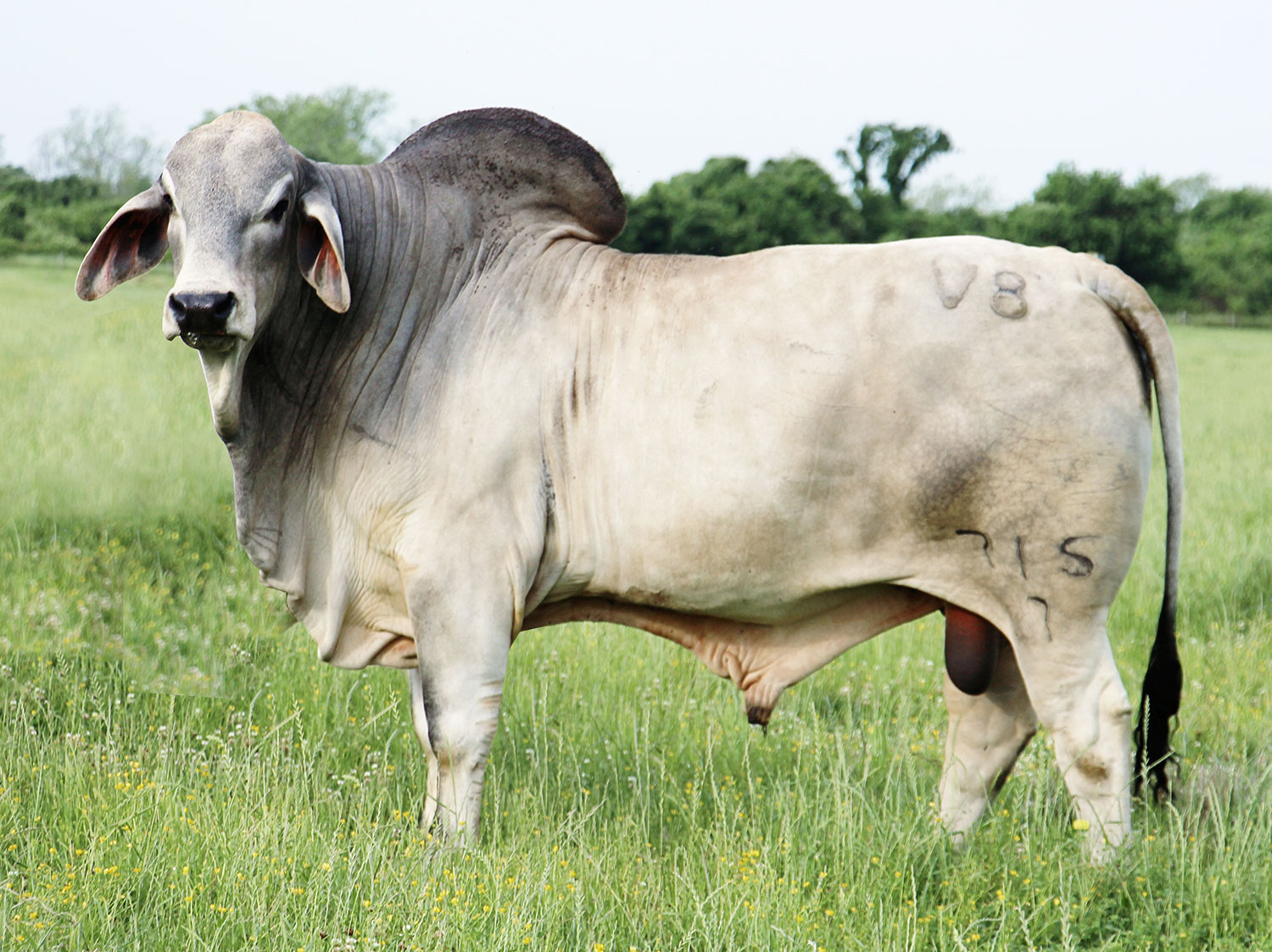 Mr. V8 715/7 Brahman Bull Son of Miss V8 410/6