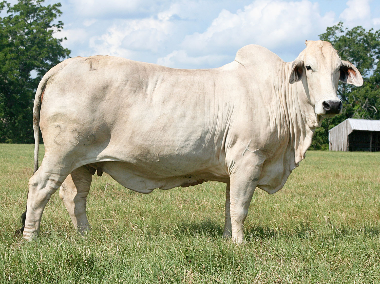 JDH Water Manso Brahman Female Dam of Miss V8 138/7