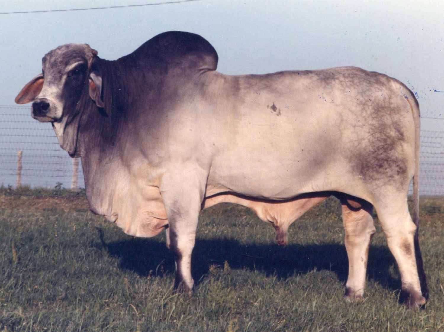 WR-Suva-203