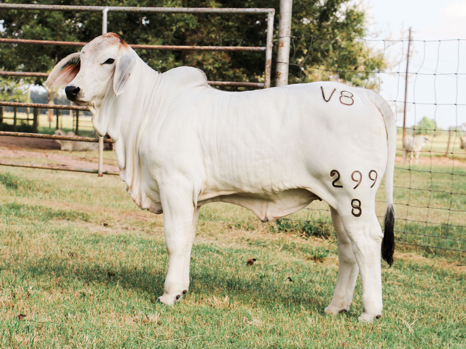 miss-v8-299-8