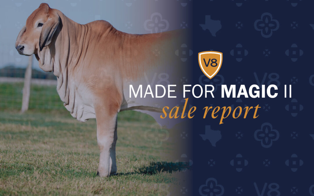 Brahman Breeders Bid Strong in V8’s Made for Magic II Sale