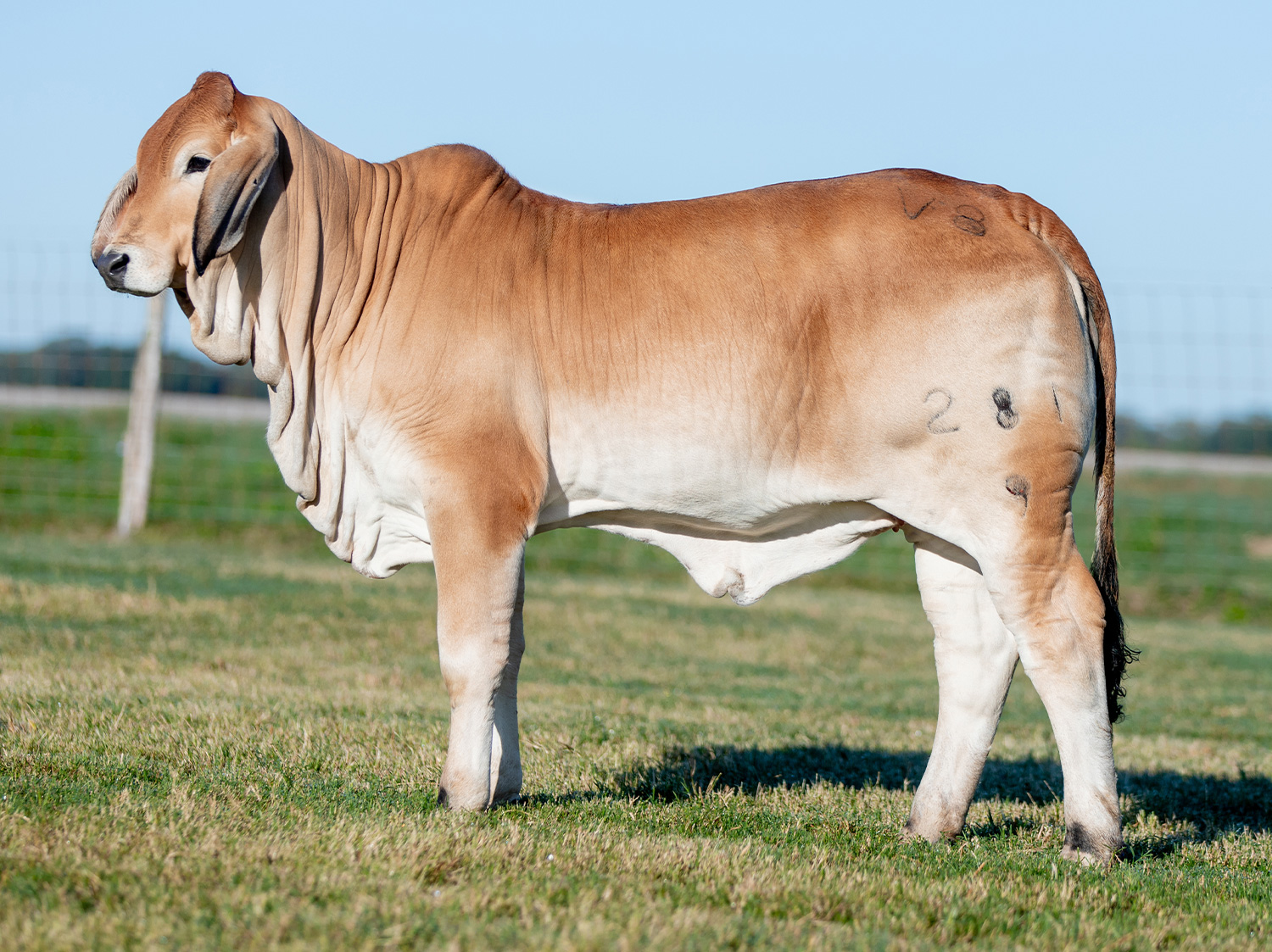 Miss V8 281/9 Brahman female sold in 2020 Made for Magic two sale