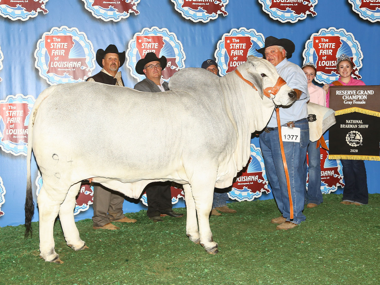 Miss V8 94/9 Reserve National Champion Female Daughter of Miss V8 46/8