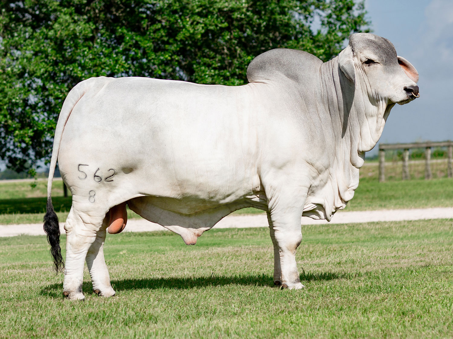Picture of Mr. V8 146/8 ' Sloan' a notable bull of V8 Ranch.