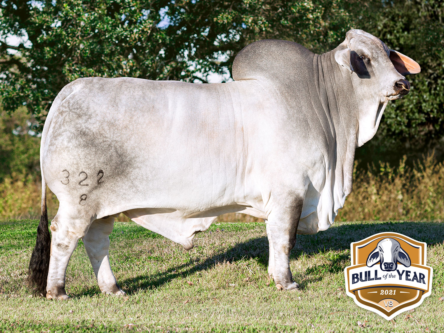 V8 Ranch Brahman Bull +Mr. V8 933/7 ‘Yeti’