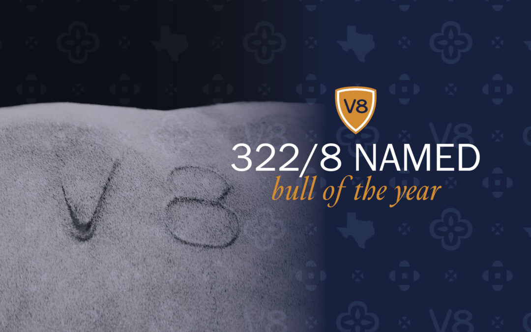 V8 Names +Mr. V8 322/8 Bull of the Year