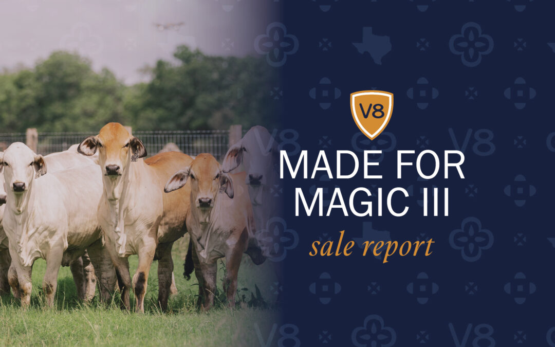 Made for Magic III Generates Tremendous Interest