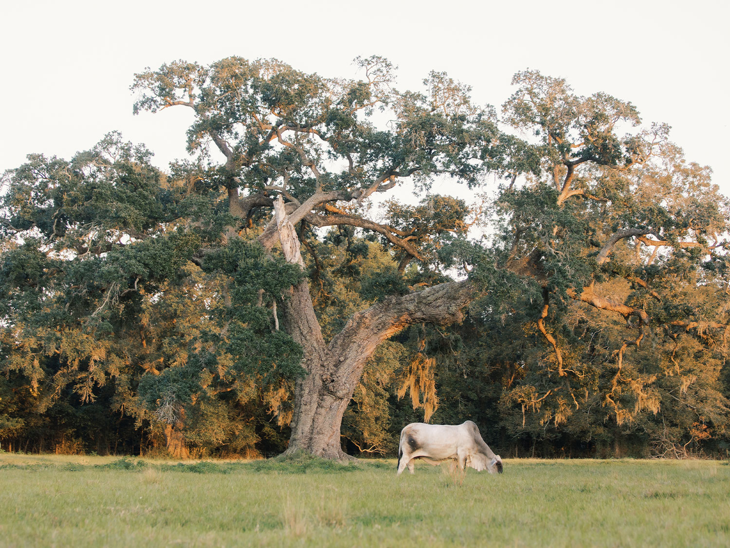 Brahman cow grazing under large tree