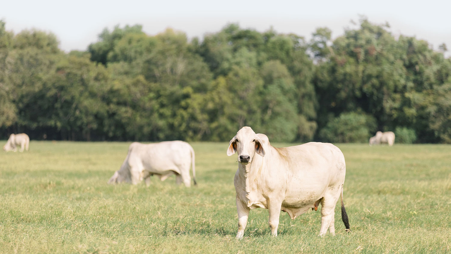498-7-Cow-Family