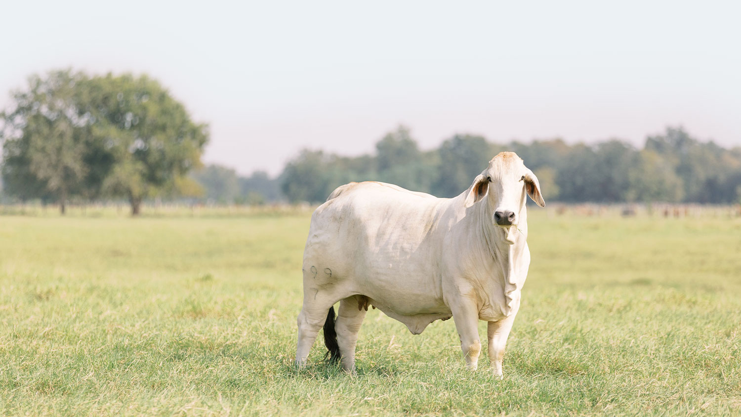 499-7-Cow-Family