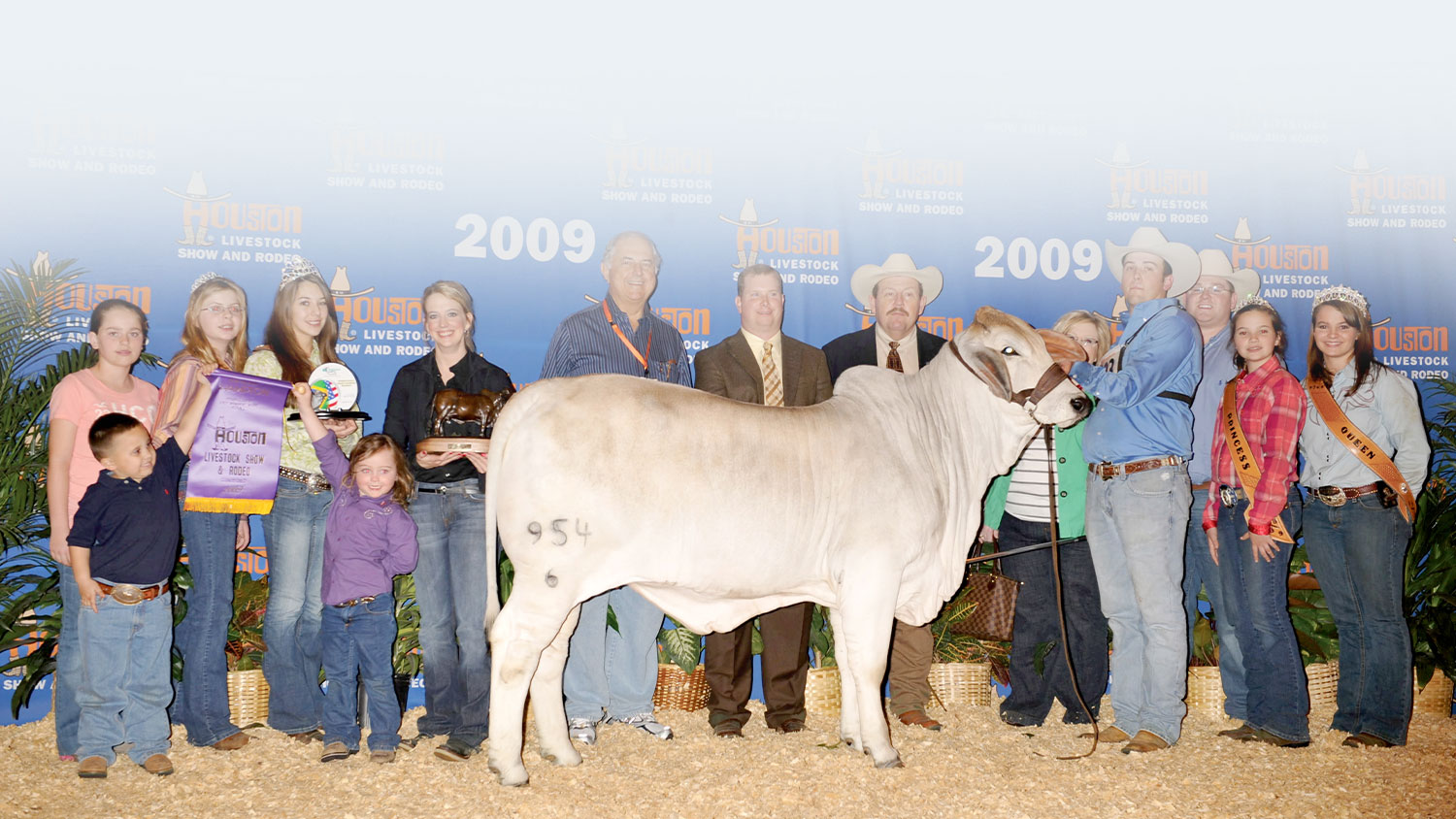 954-6-Cow-Family