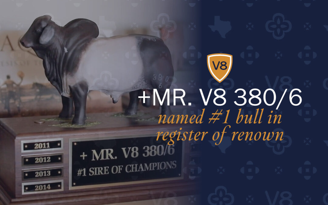 +Mr. V8 380/6 Named #1 Bull in ABBA Register of Renown