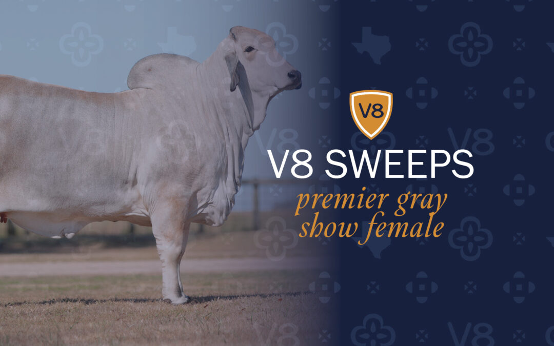 V8 Ranch Sweeps the Premier Gray Female Category for 2020-2021 Premier Show Awards