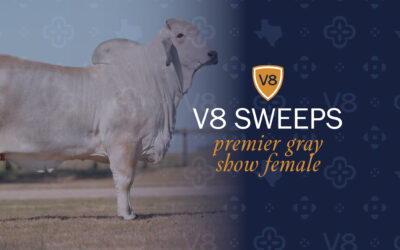 V8 Ranch Sweeps the Premier Gray Female Category for 2020-2021 Premier Show Awards