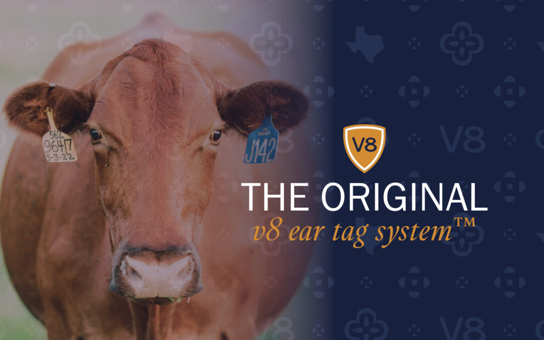 Need Ear Tags for Cattle? Tag Along with The Original V8 Ear Tag System™