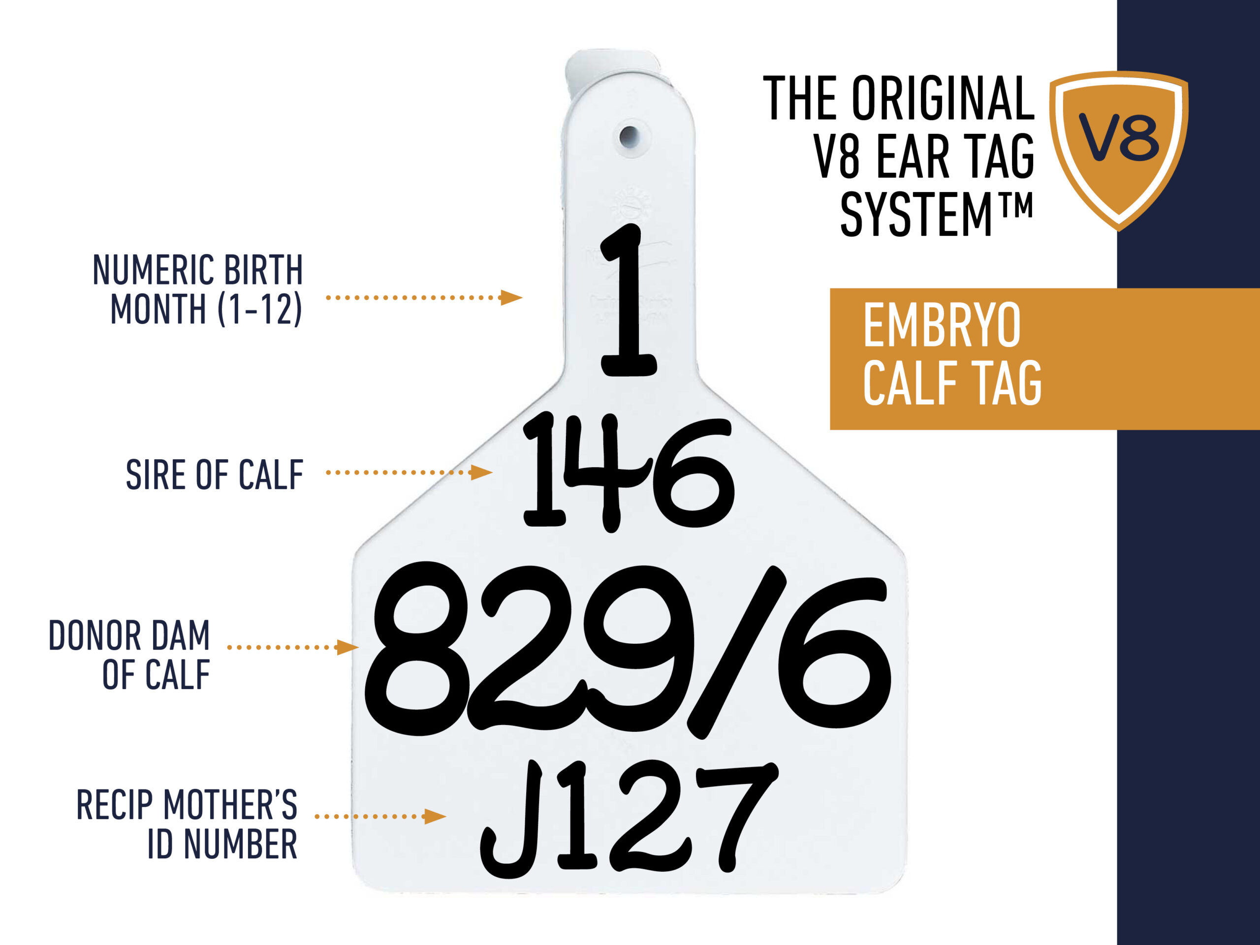 Tambra Ear/Wing Tags Brass - Numbered