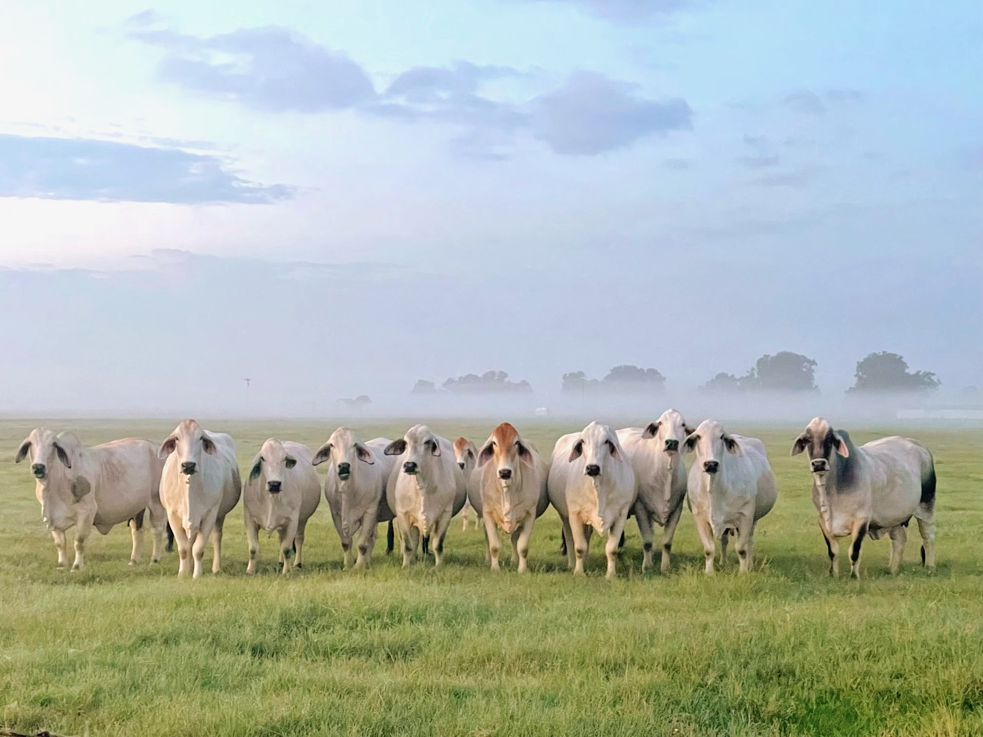 American Brahman Cattle at V8 Ranch American Brahman Cattle at V8 Ranch
