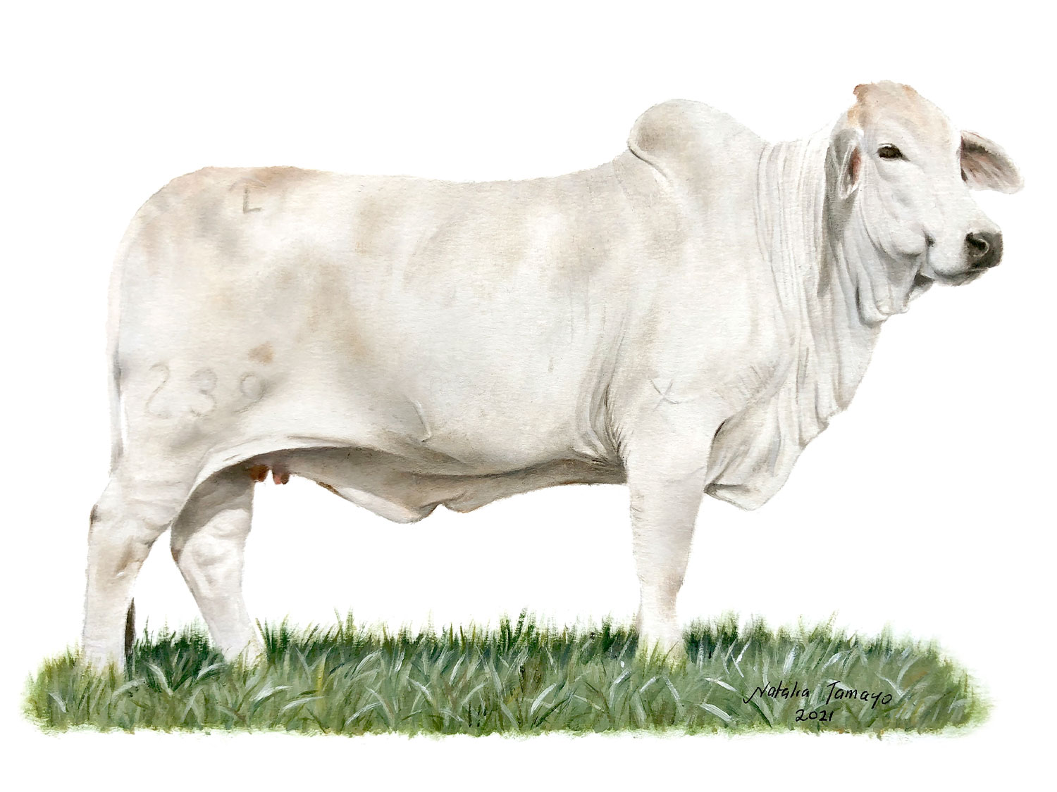 JDH-Water-Cow-Family