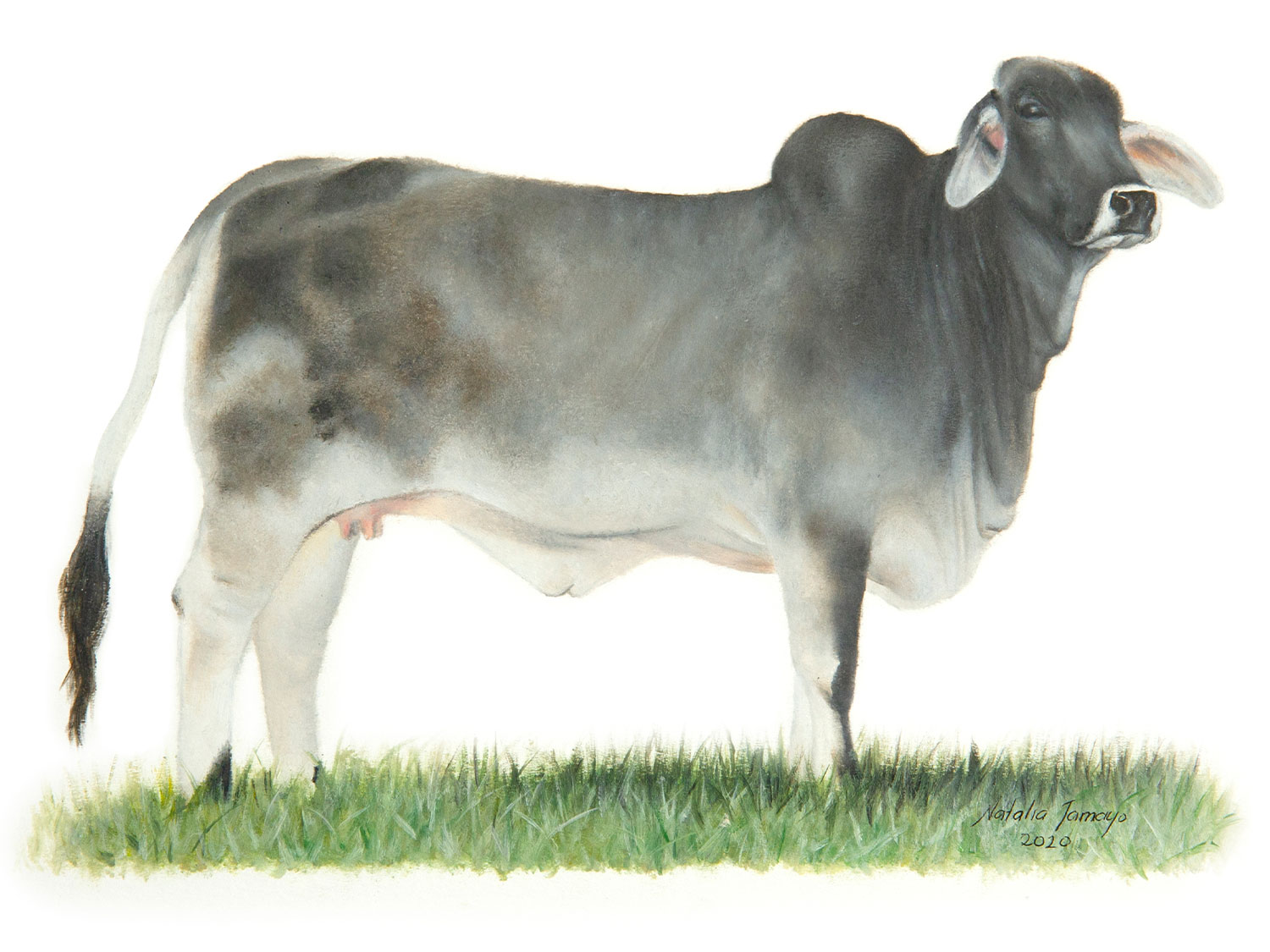 Miss-Priss-Cow-Family