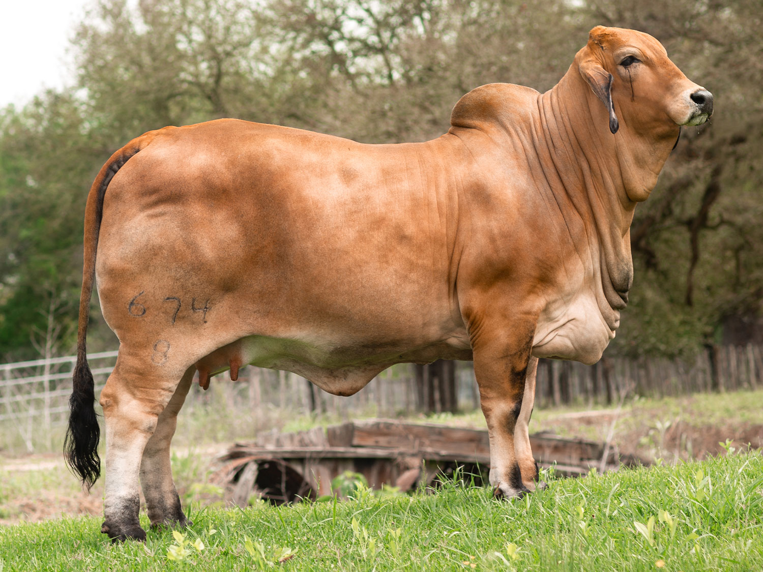 Miss V8 674/8 Donor Cow