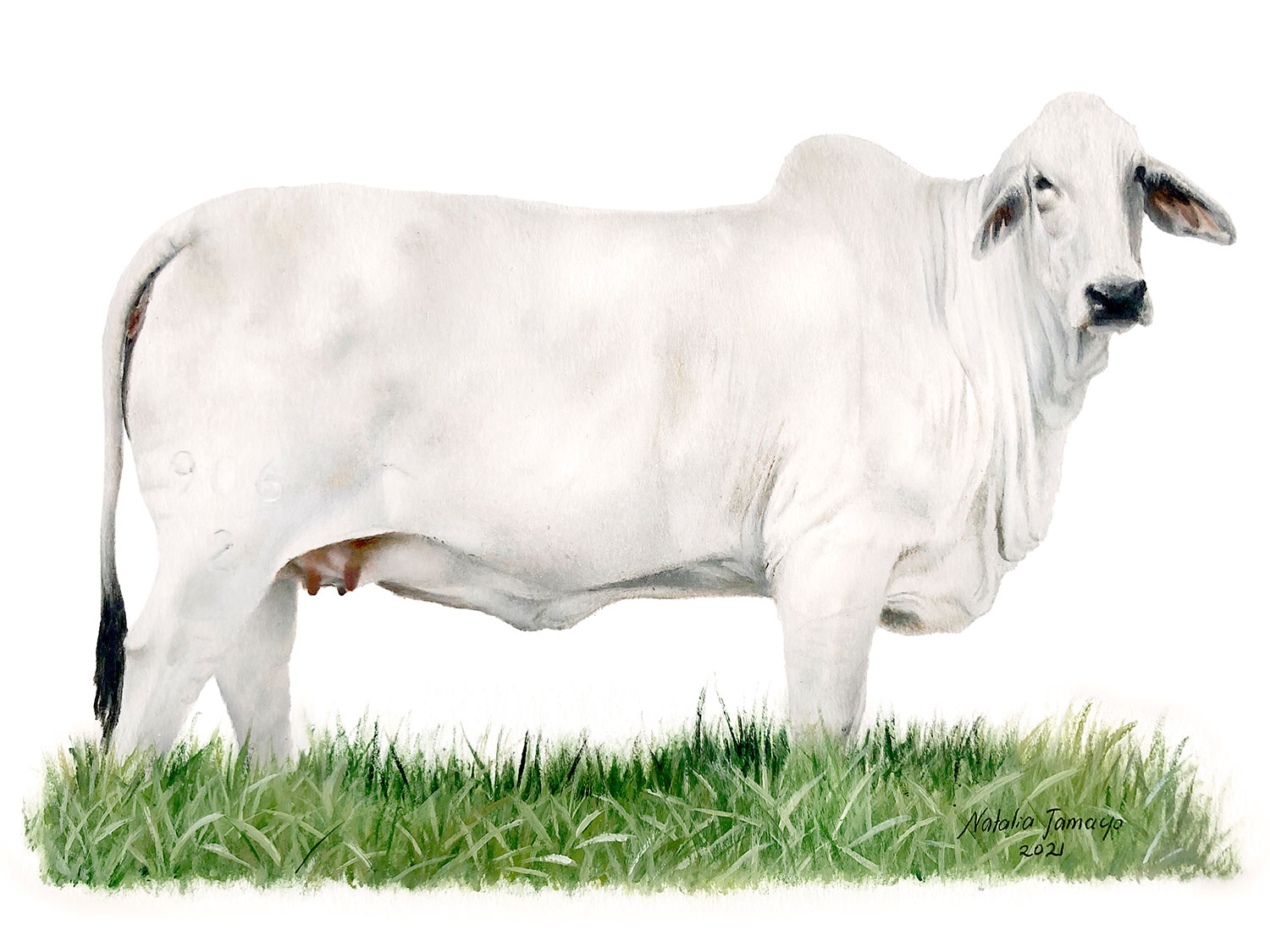 V8 Ranch Brahman Bull +Mr. V8 380/6