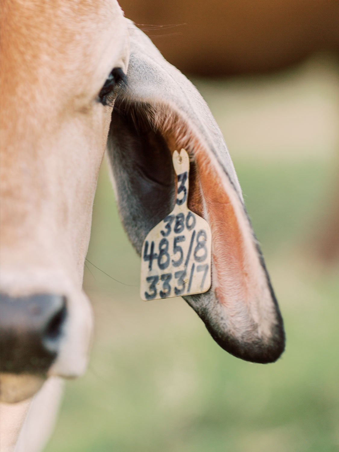 Animal Ear Tag Key Ring